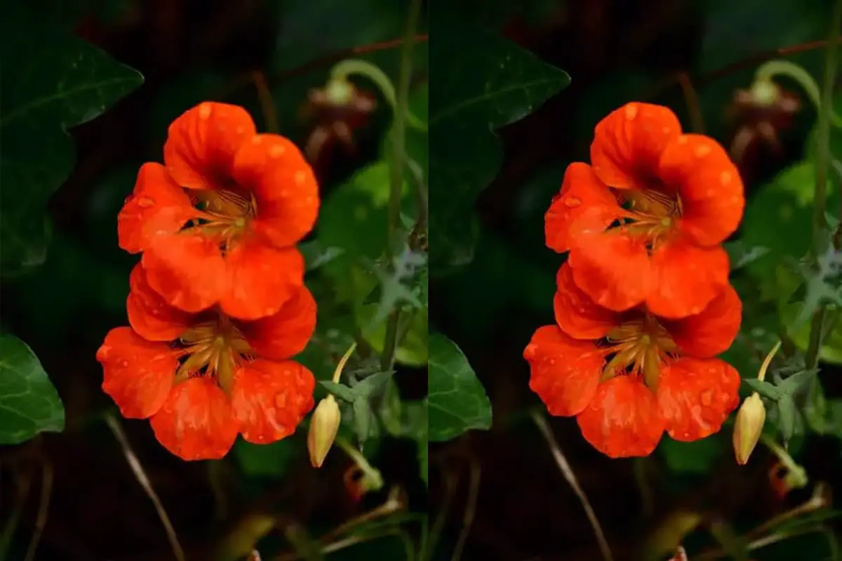 Tropaeolum majus