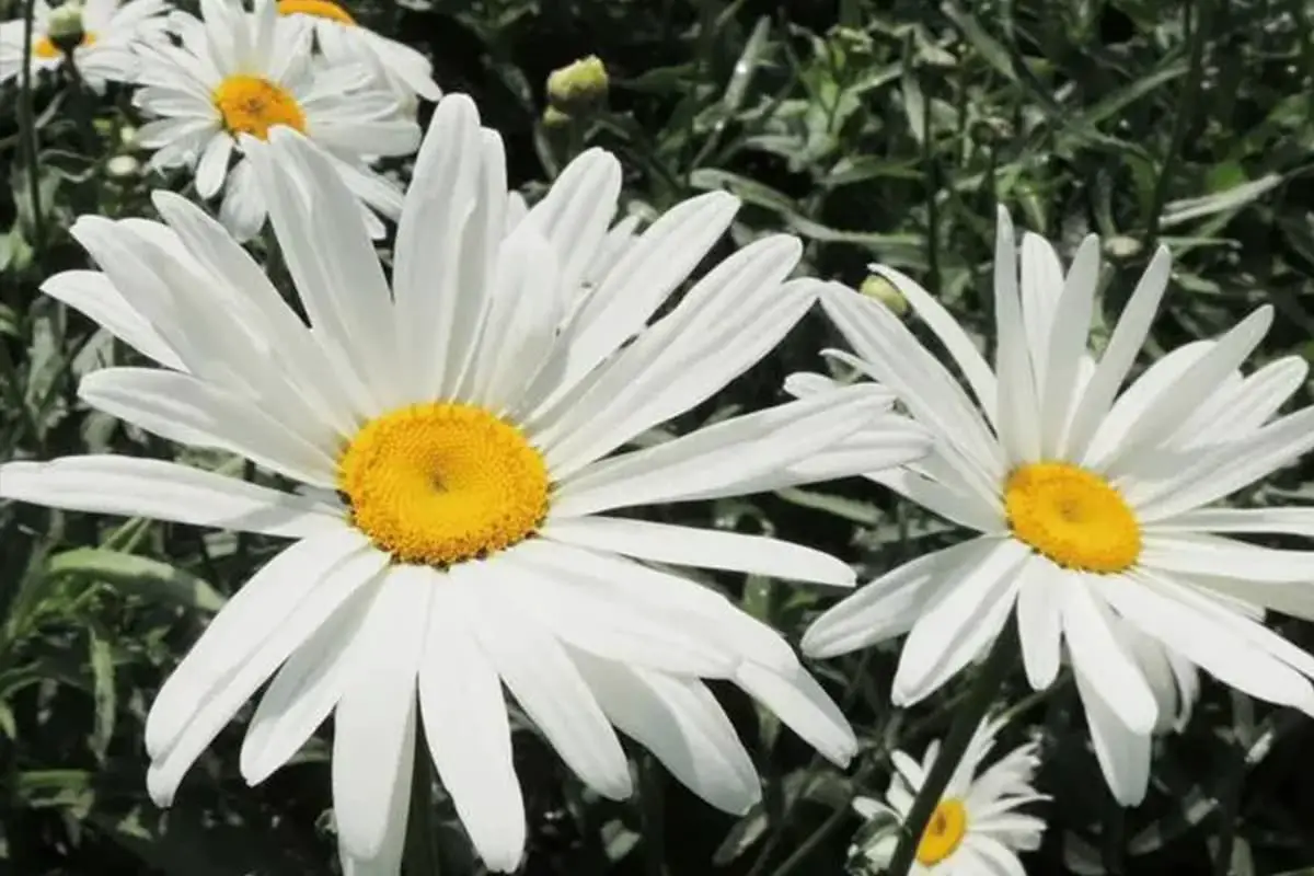 Leucanthemum maximum