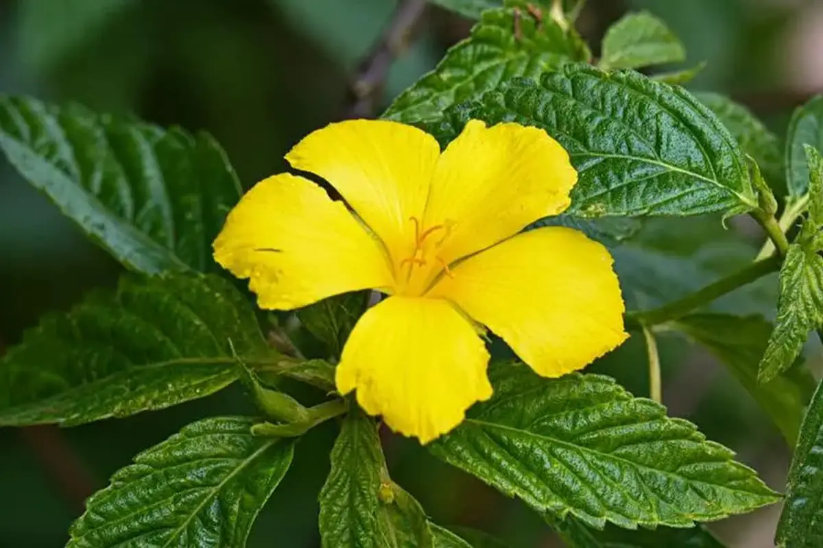 Turnera ulmifolia
