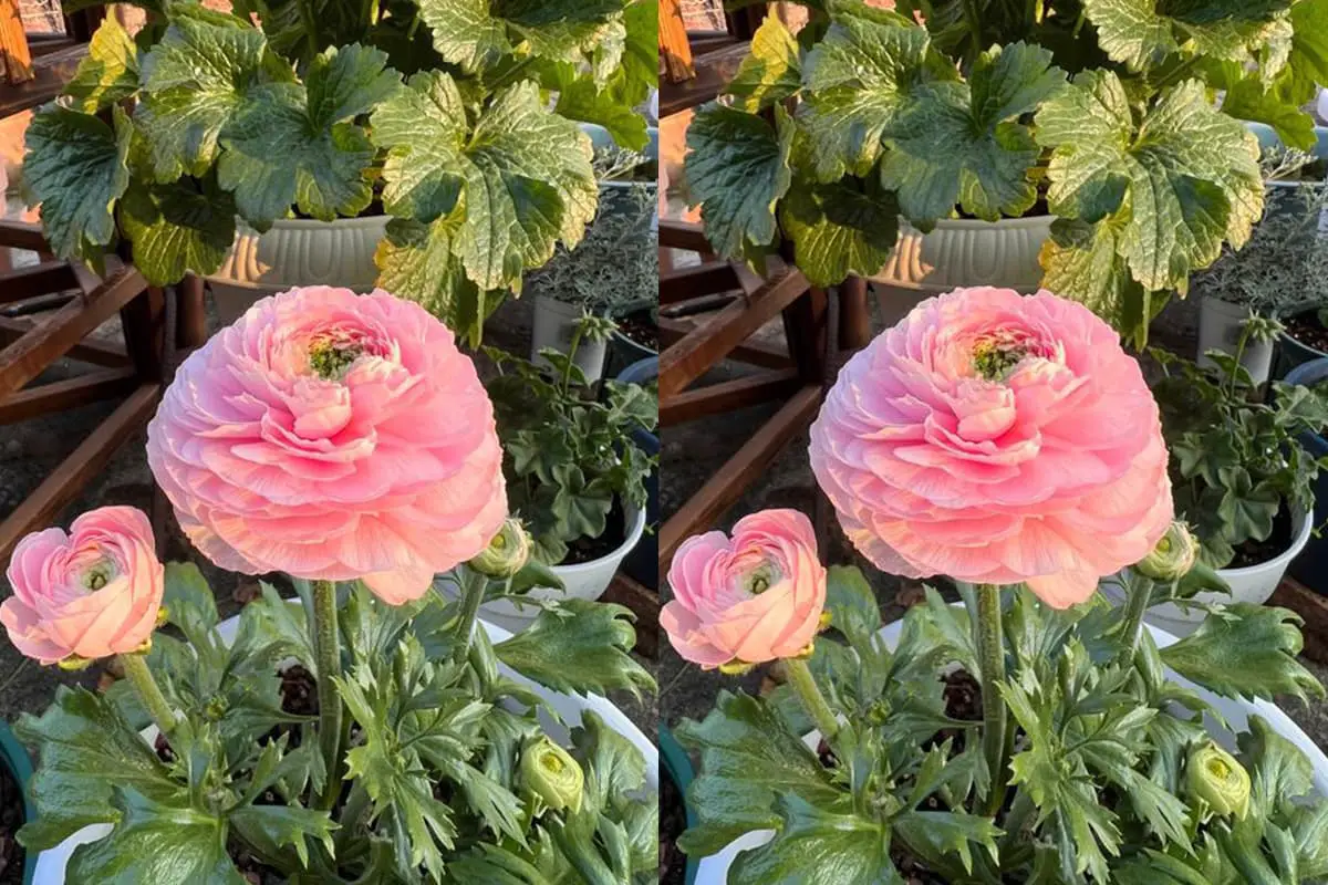 Ranunculus asiaticus