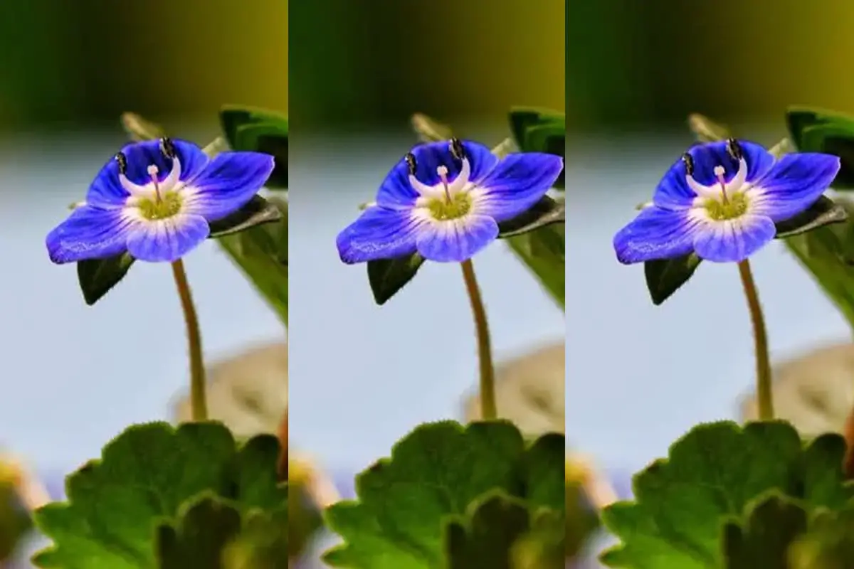 Verónica persica
