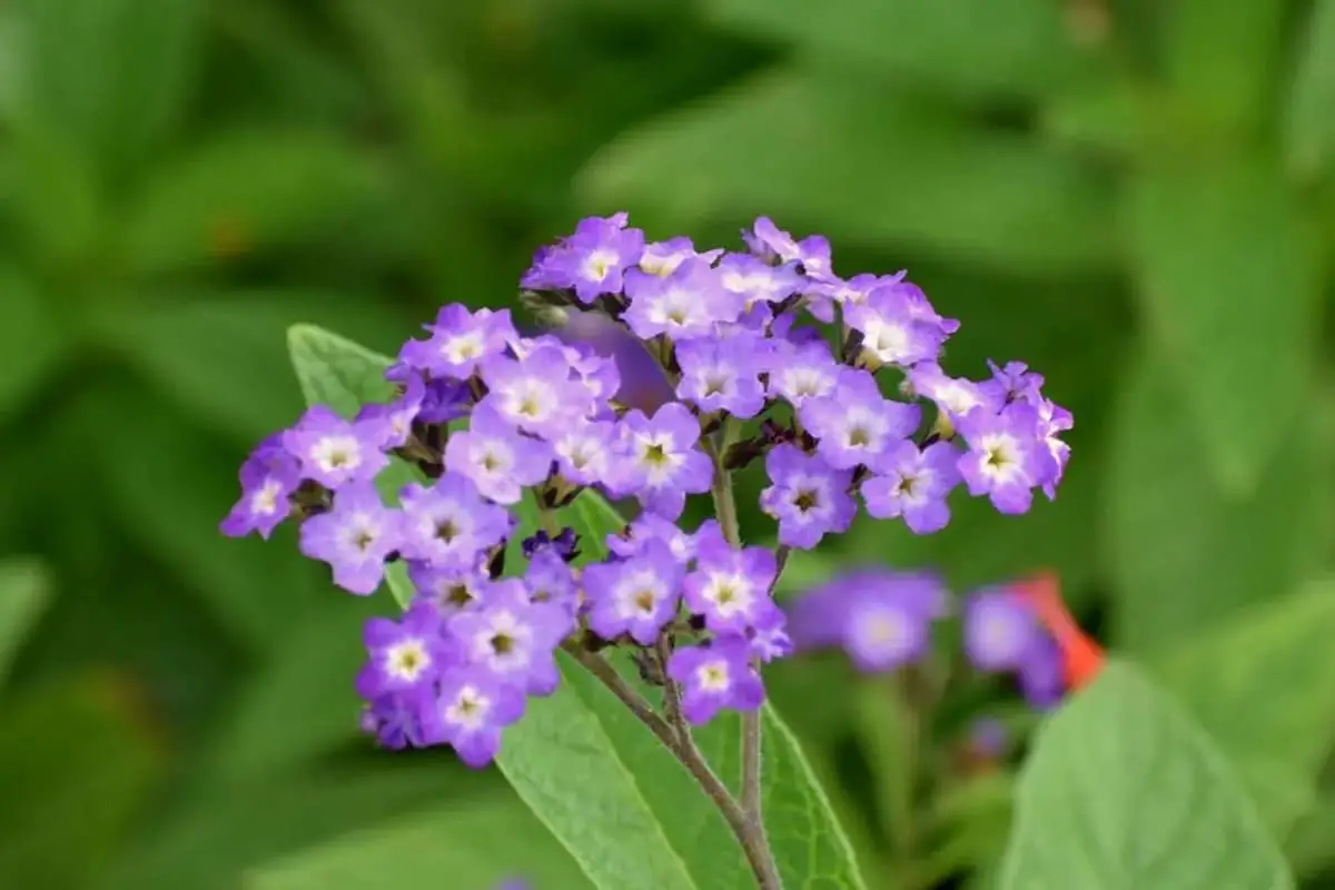Heliotropium peruvianum