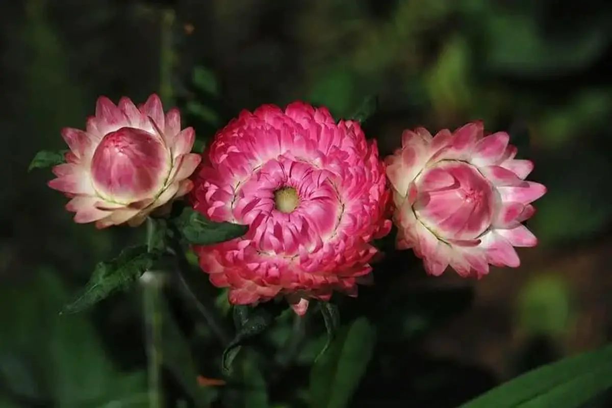Xerochrysum bracteatum