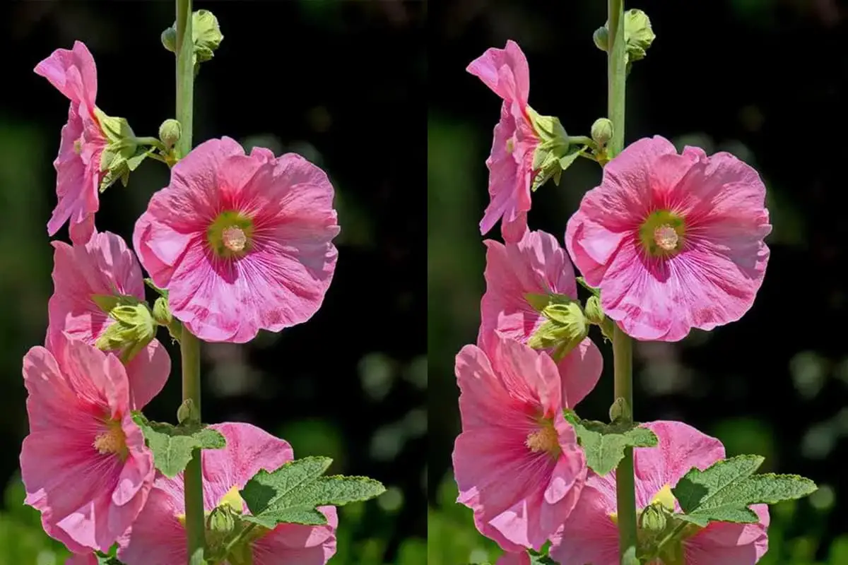 Alcea rosea