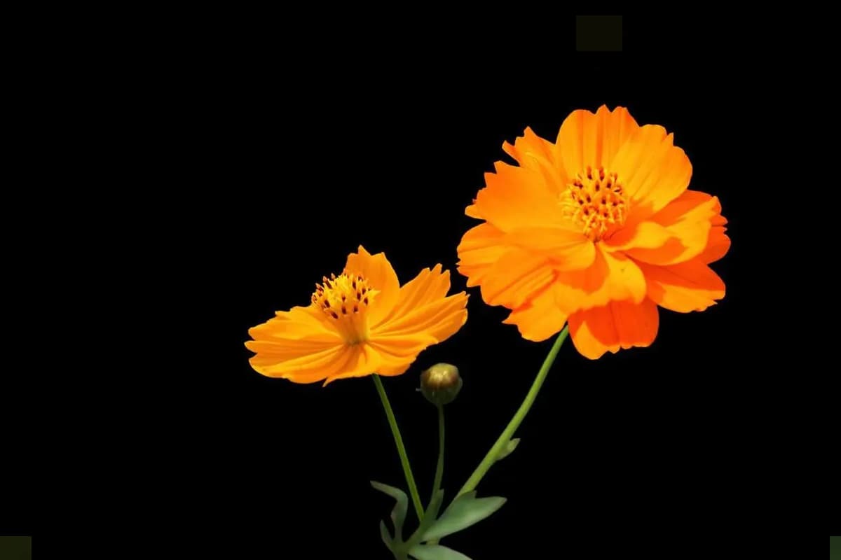 Cosmos sulphureus