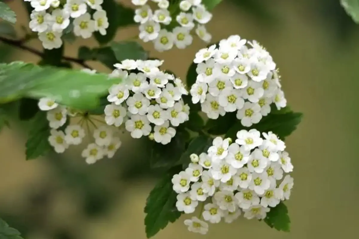 Spiraea cantoniensis