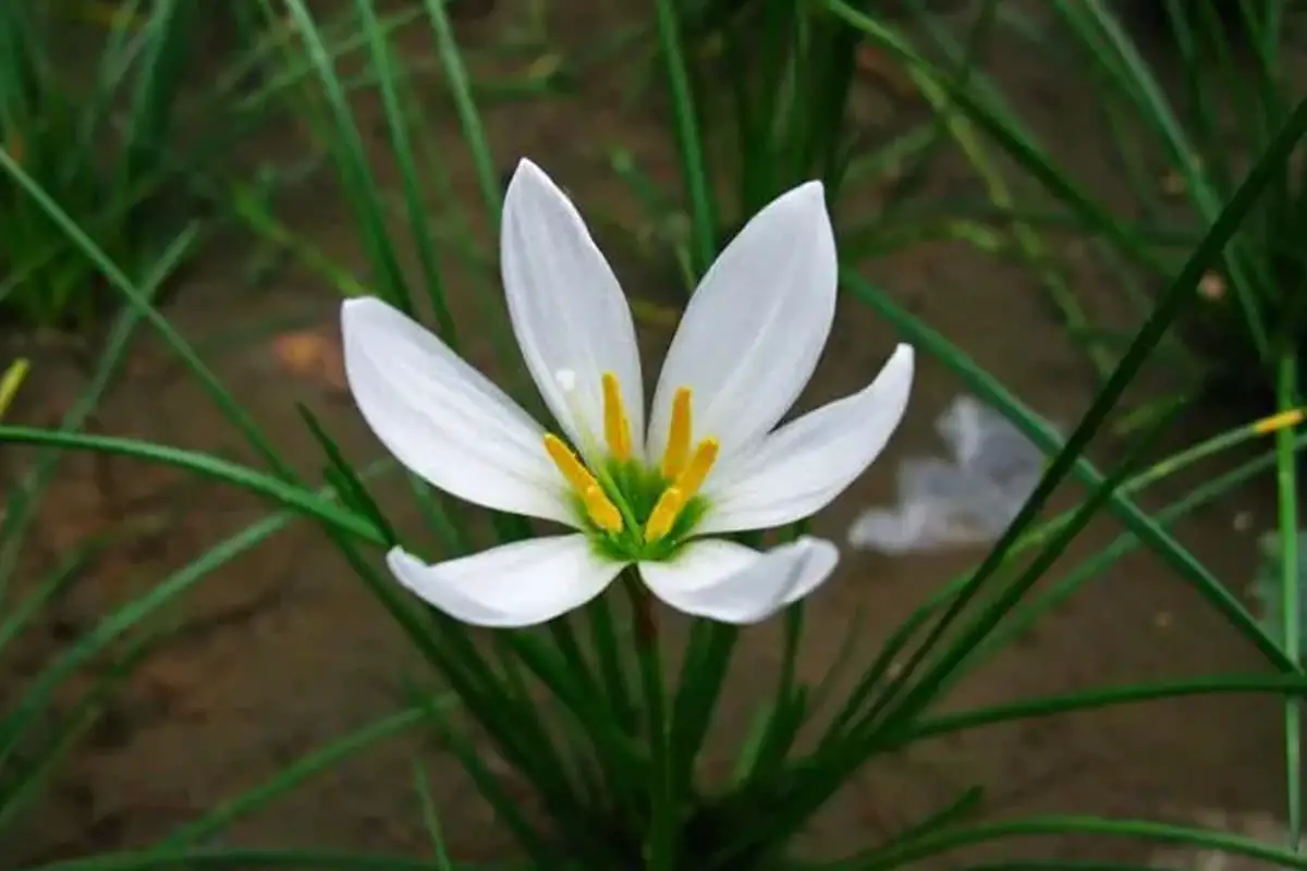 Zephyranthes candida