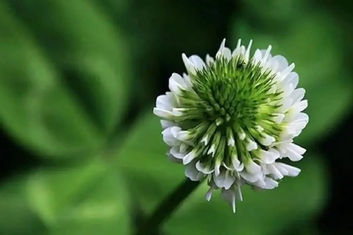 Trifolium repens