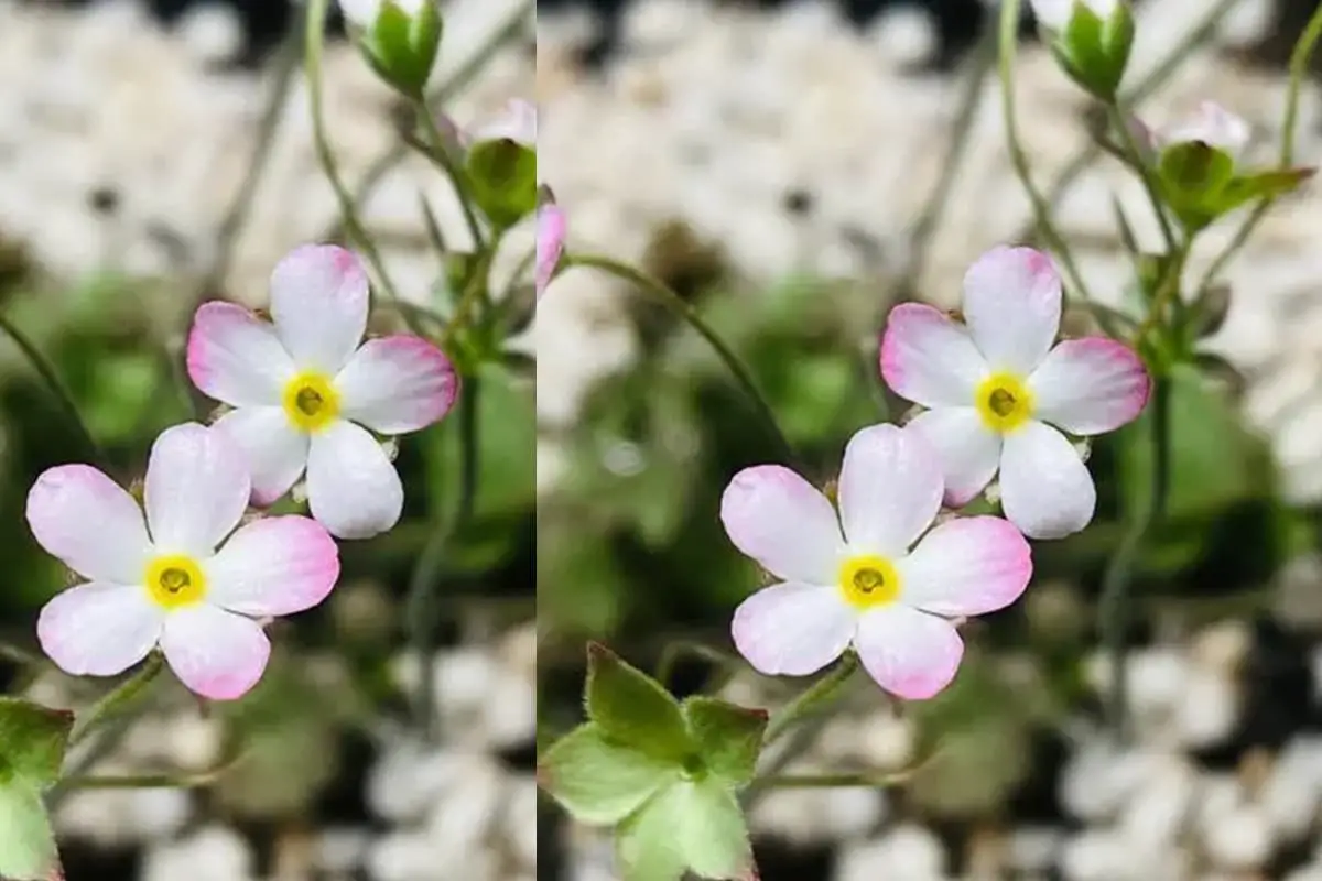 Androsace umbellata