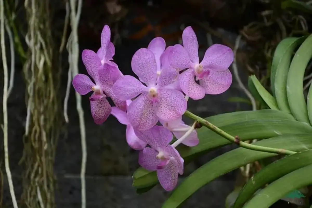 Vanda