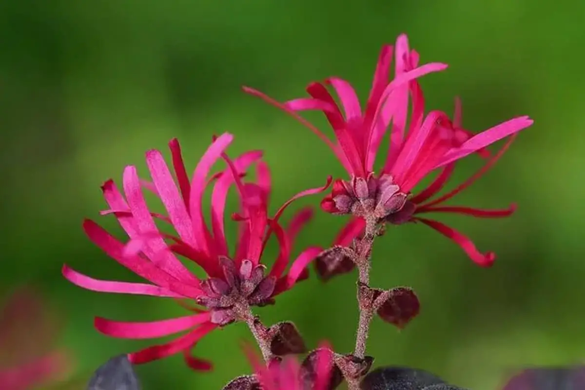 Loropetalum chinense