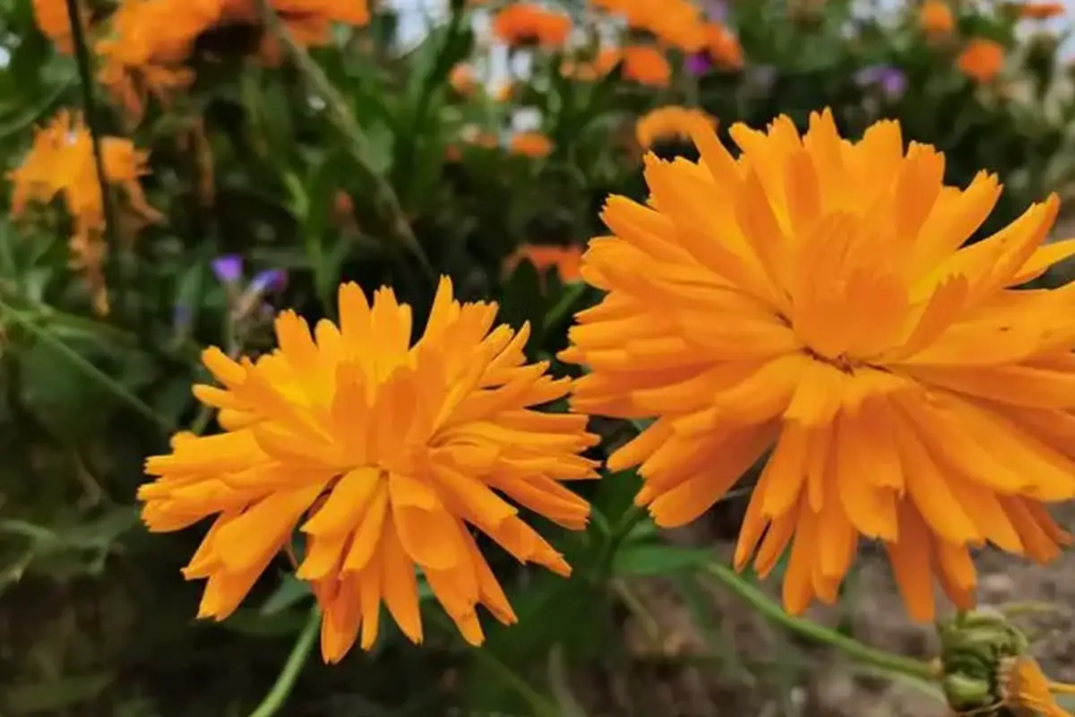 Ringelblume (Calendula officinalis)
