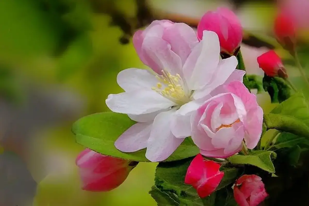 Malus hupehensis