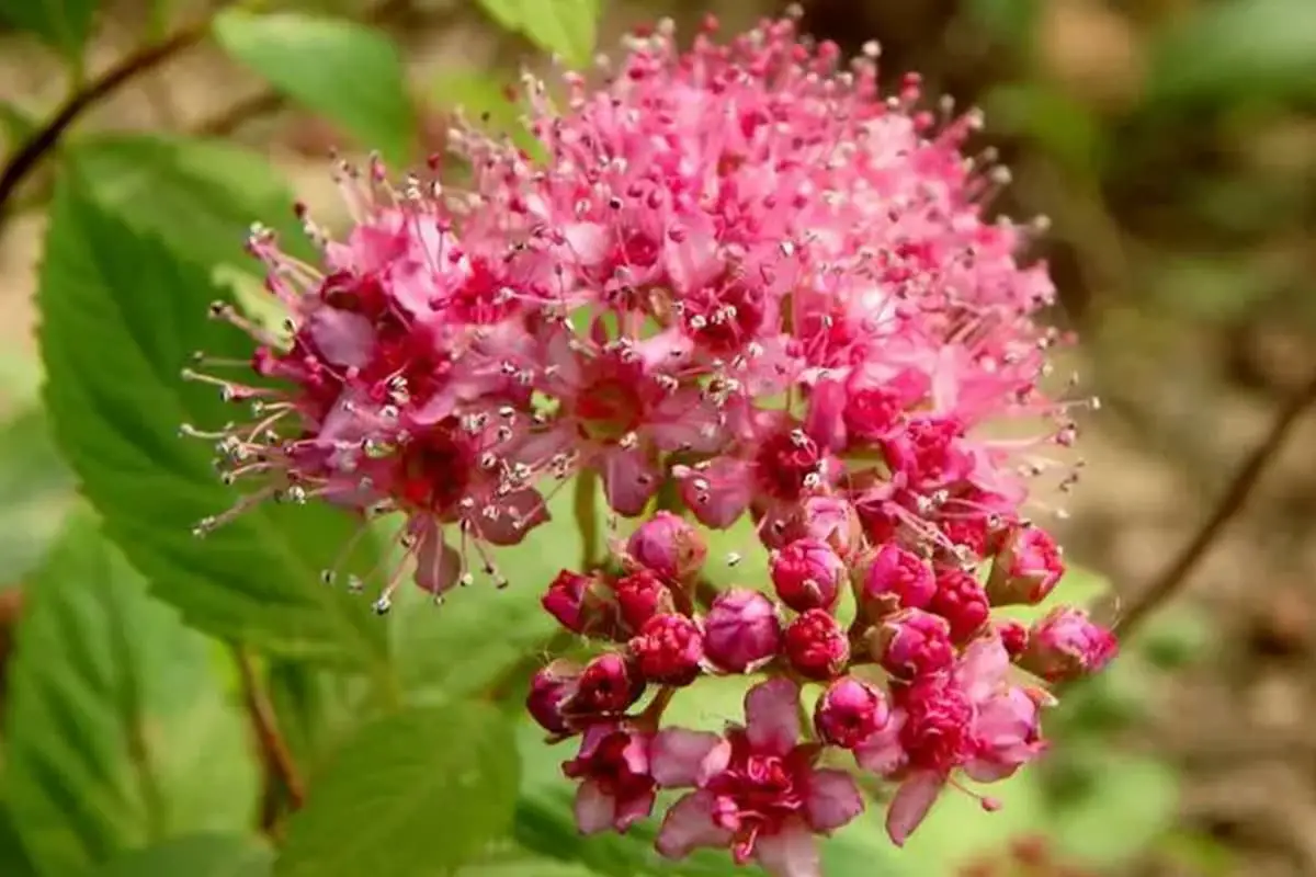 Spiraea bumalda