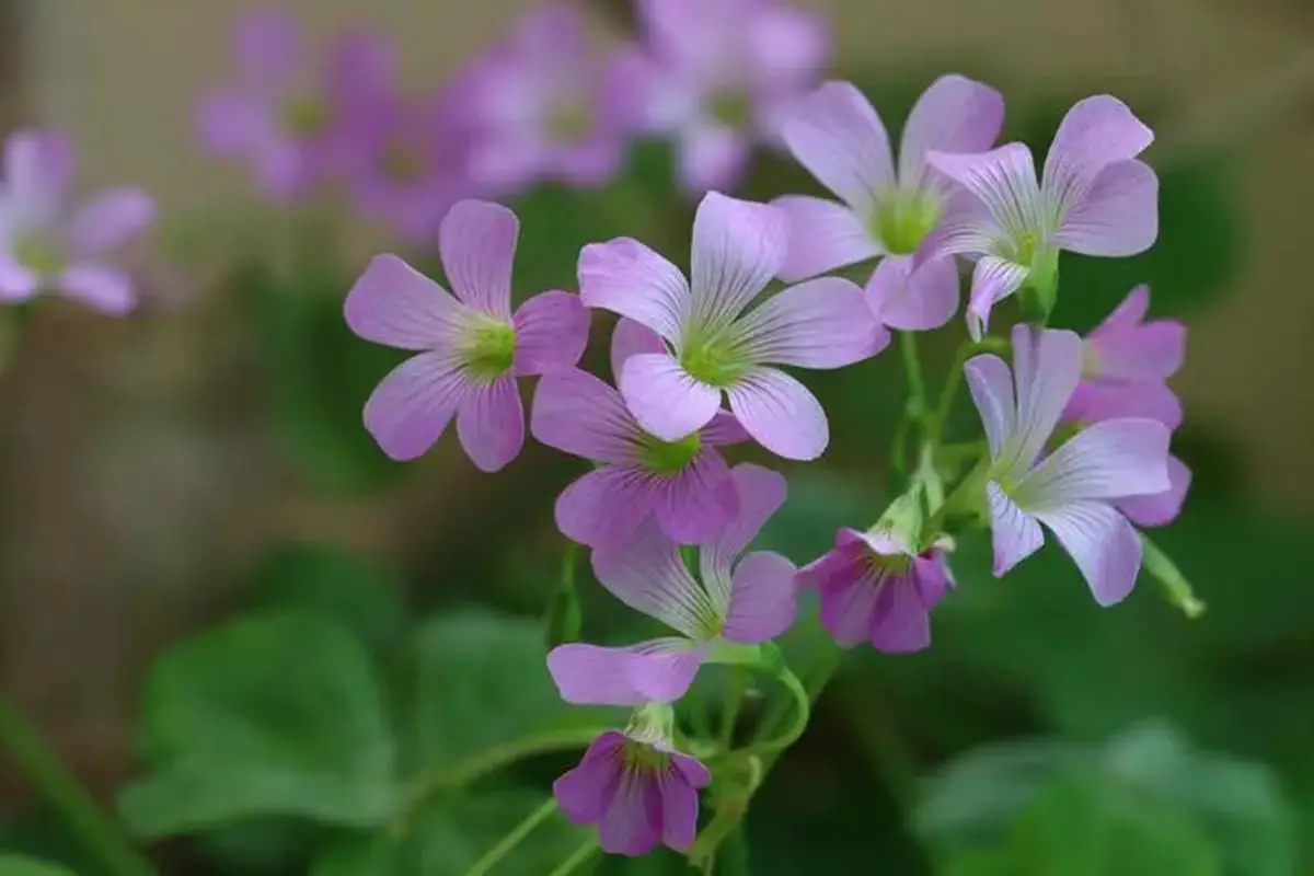 Oxalis corymbosa
