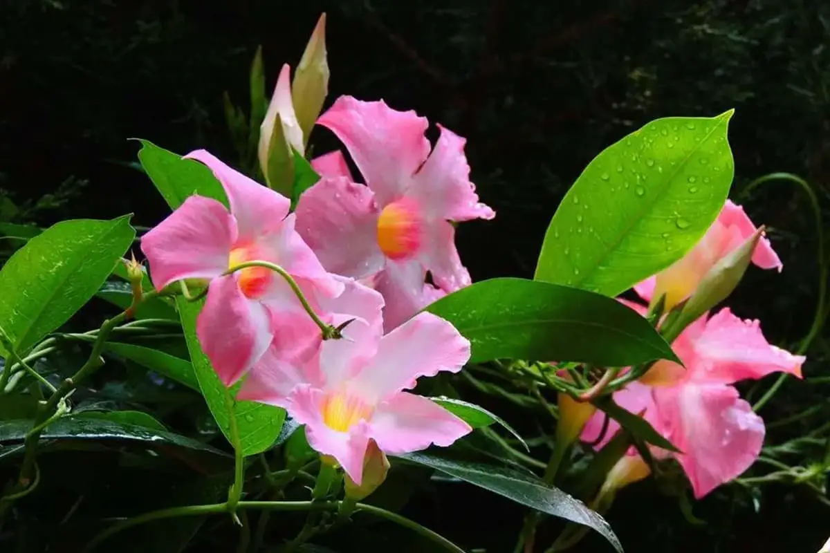 Dipladenia sanderi 飘香藤
