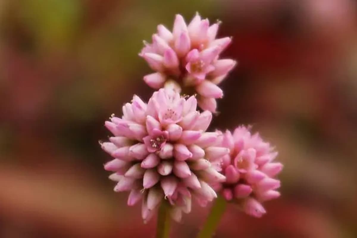 Persicaria capitata