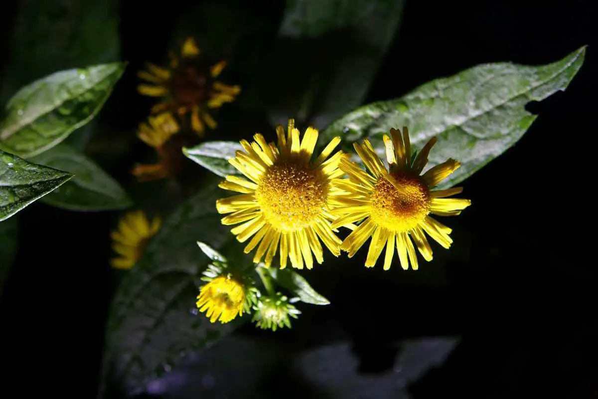 Inula japonica