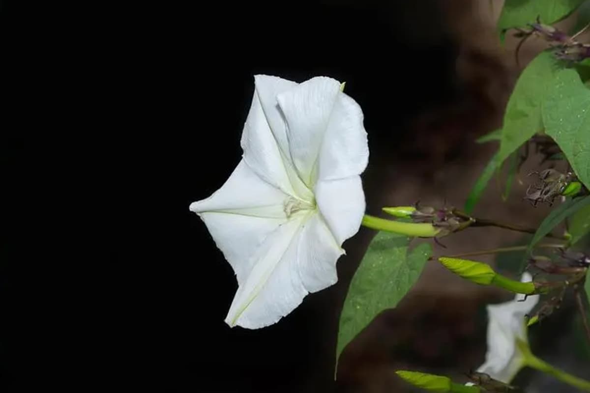 Calonyction aculeatum