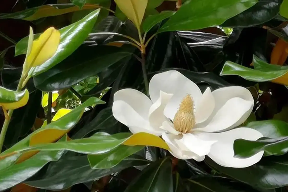 Magnolia grandiflora