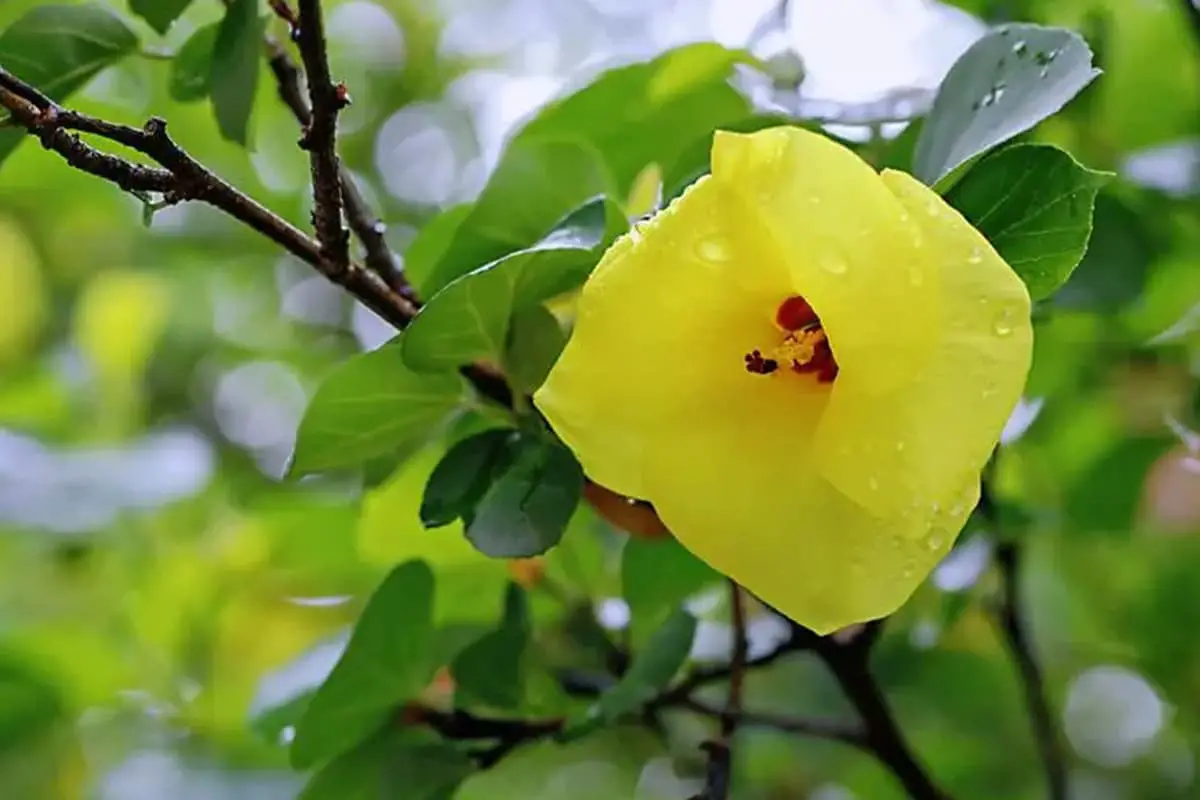 Ibisco tiliaceo