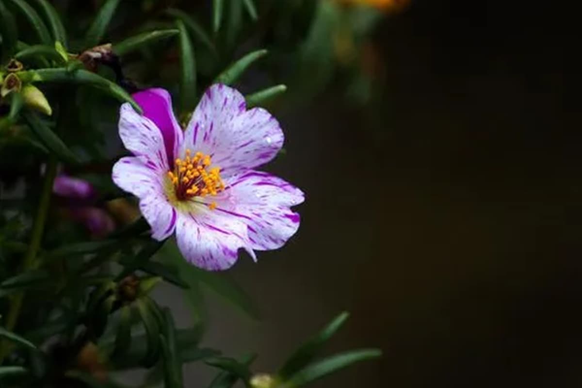 Portulaca grandiflora