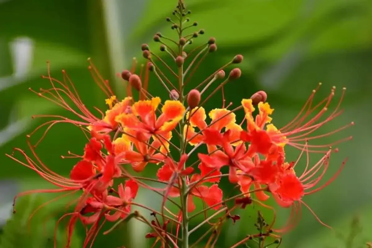 Caesalpinia pulcherrima