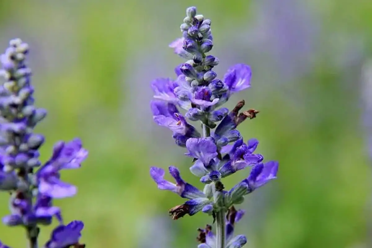 Salvia farinacea