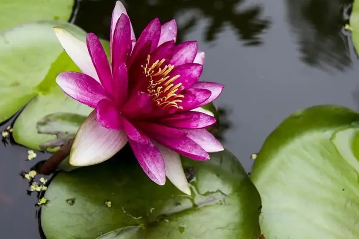 Nymphaea alba