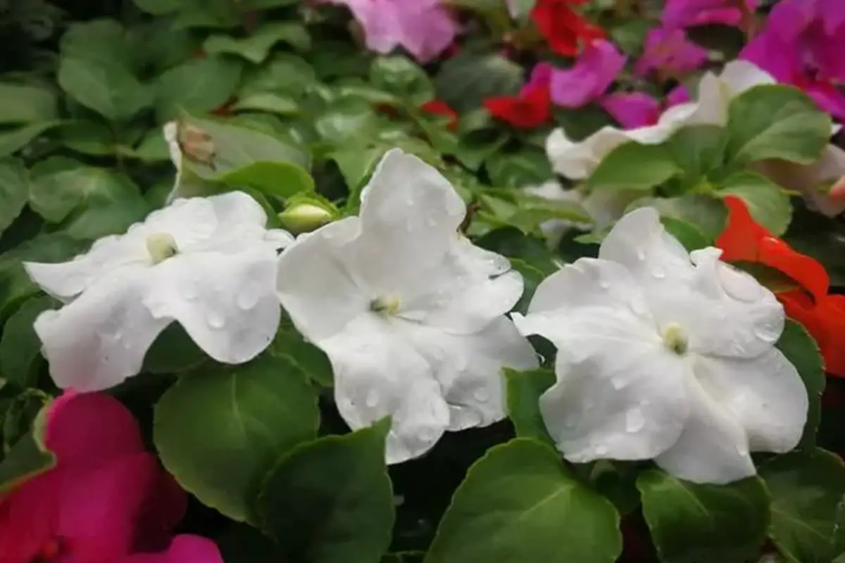 Impatiens walleriana