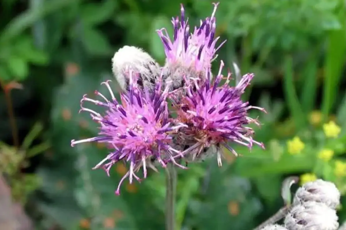 Saussurea japonica