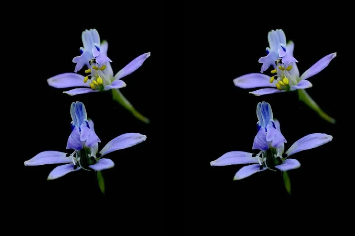 Ridderspoor anthriscifolium