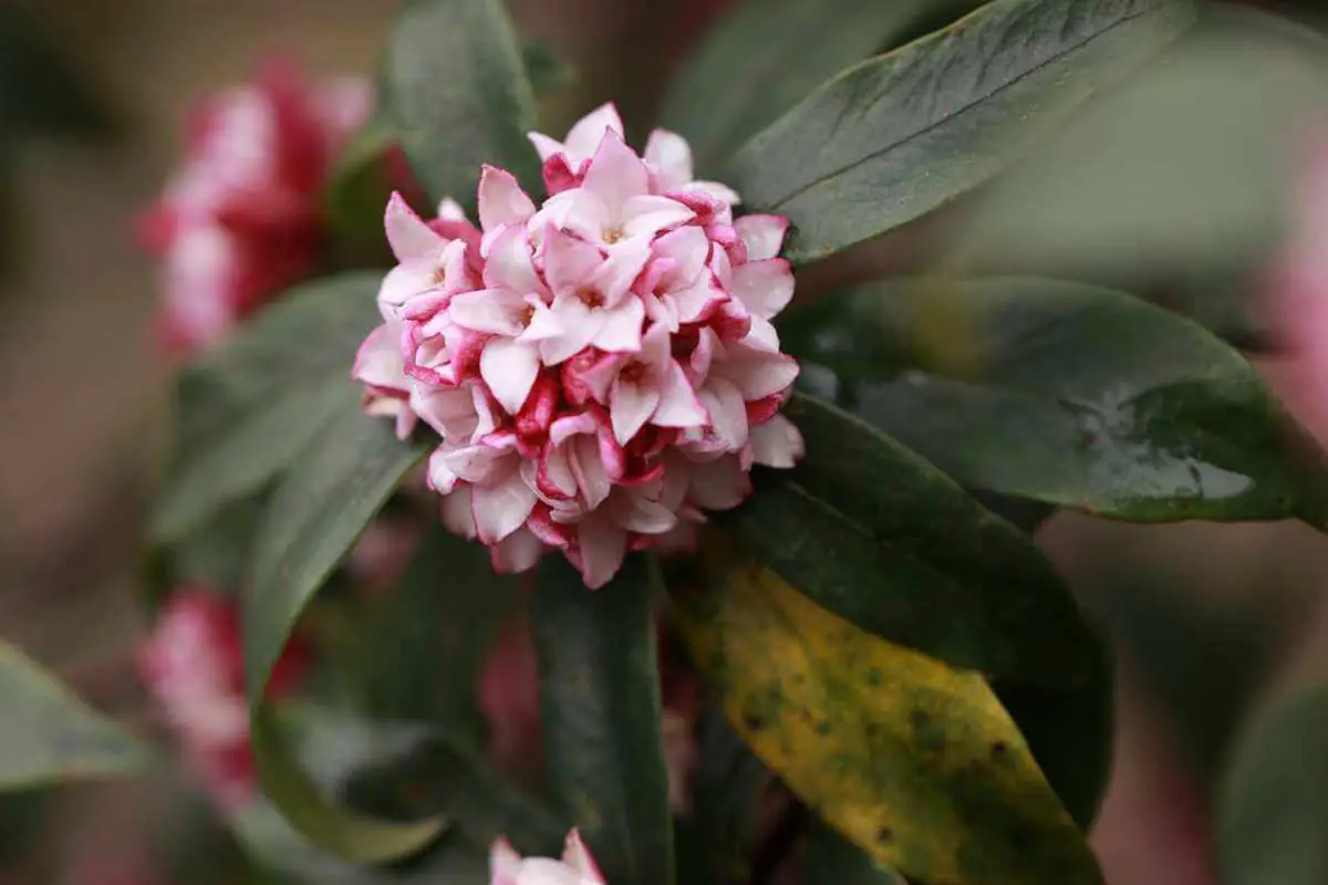 Daphne odora "Aureomarginata".