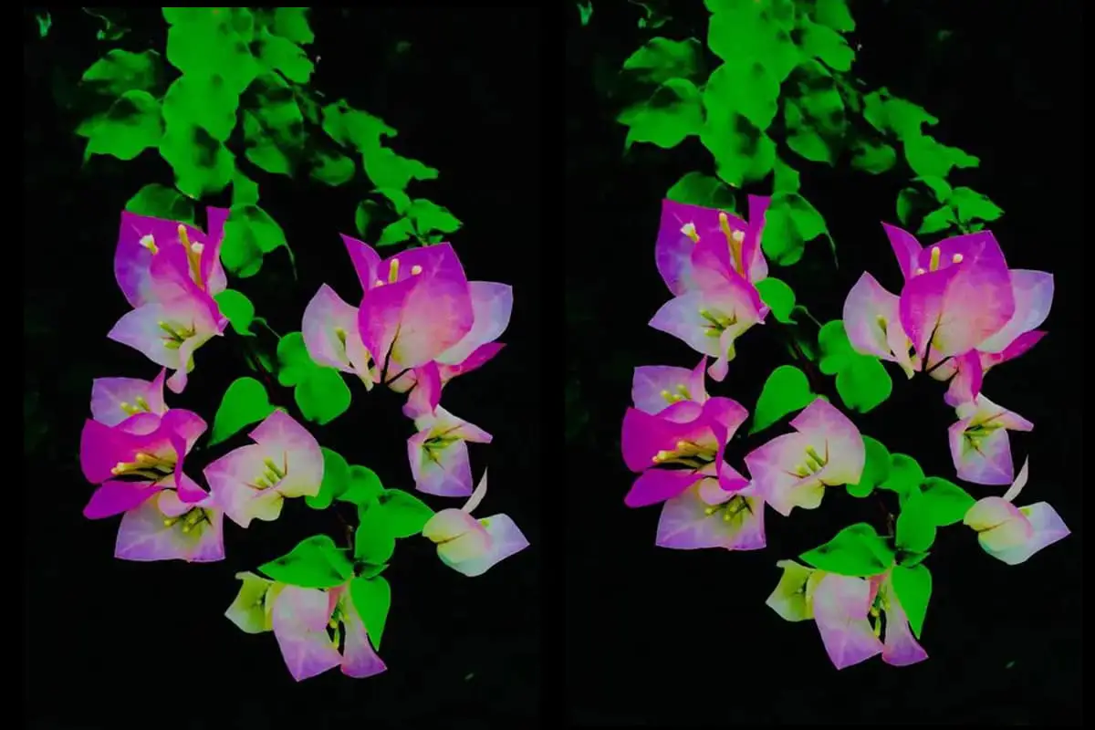 Bougainvillea glabra