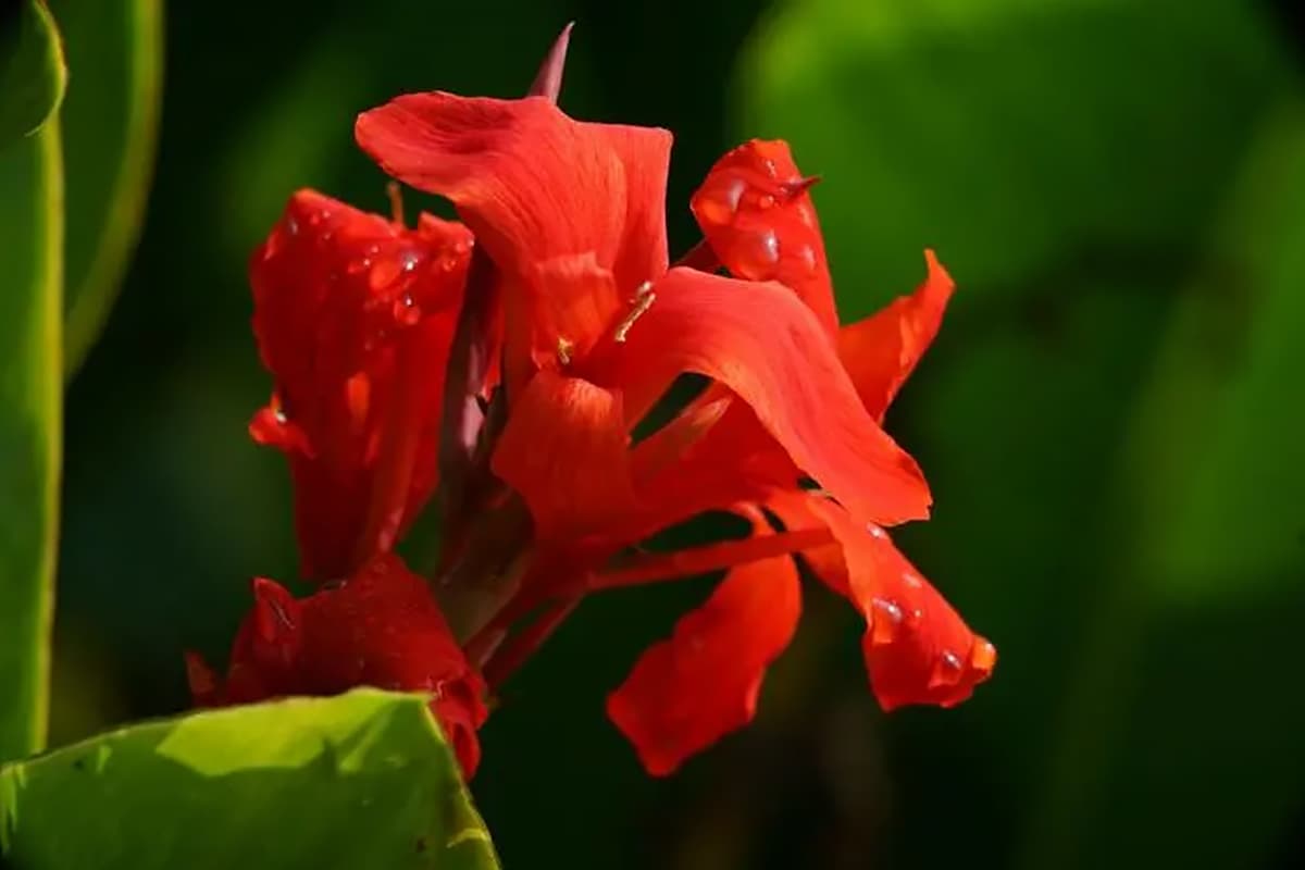 Canna generalis