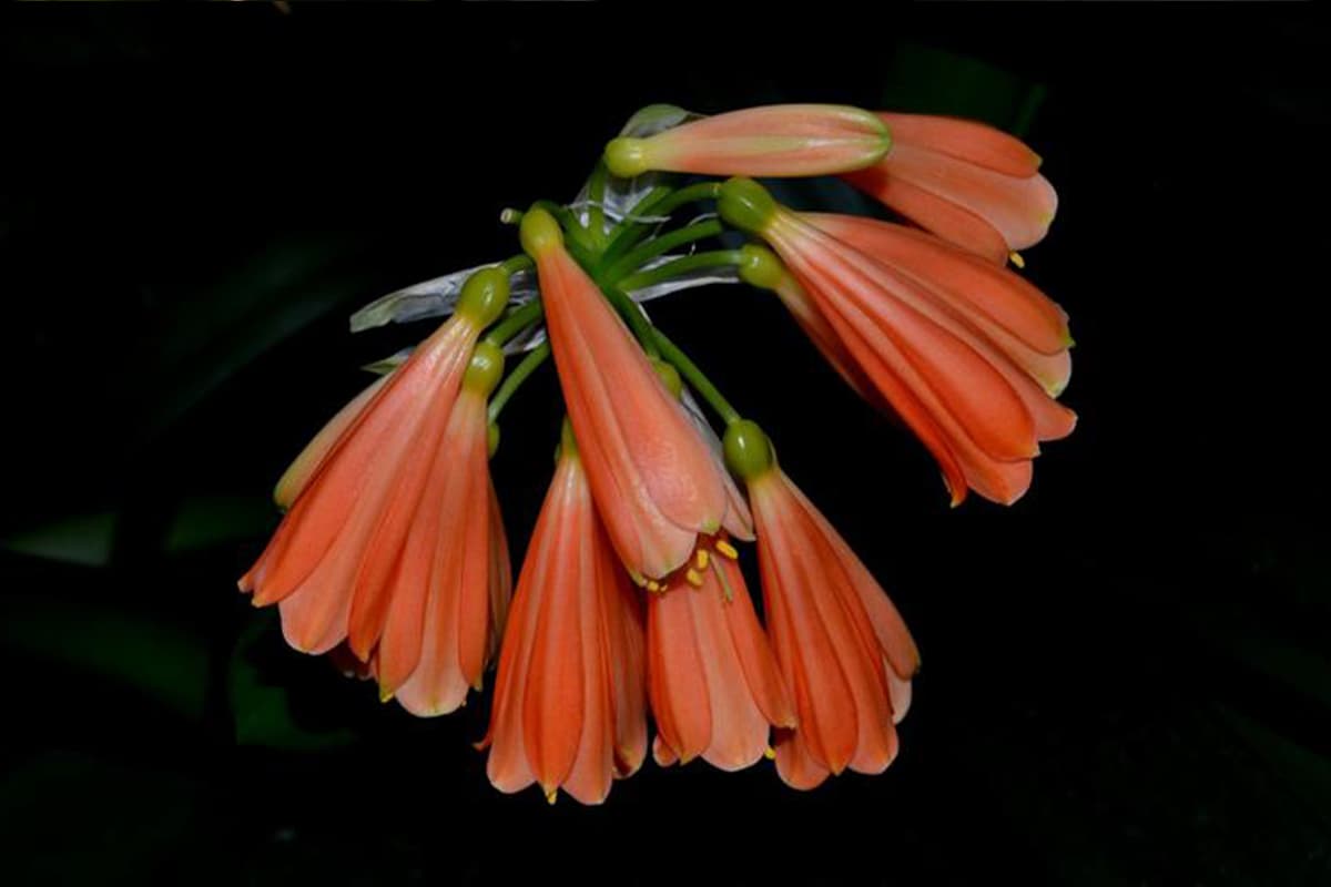 Clivia nobilis
