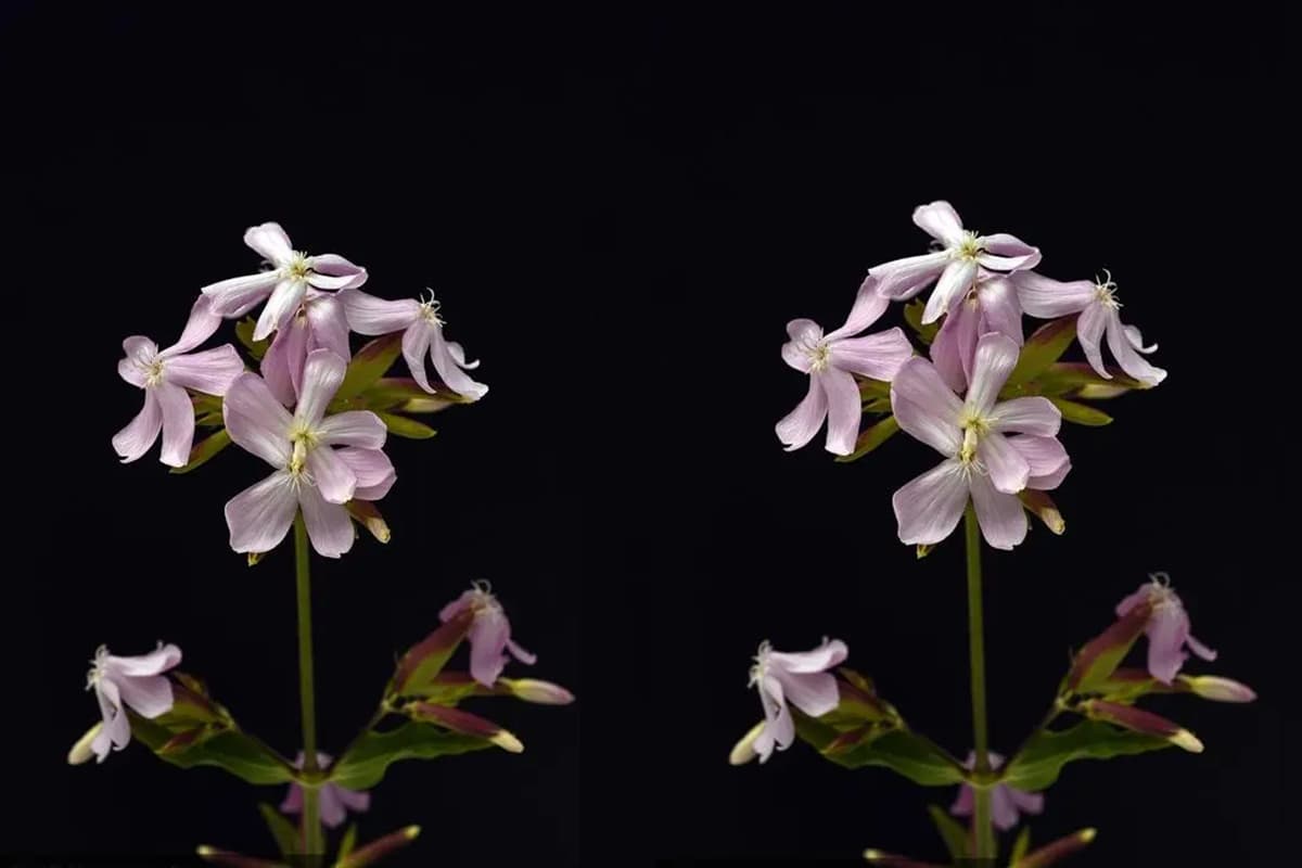 Saponaria officinalis