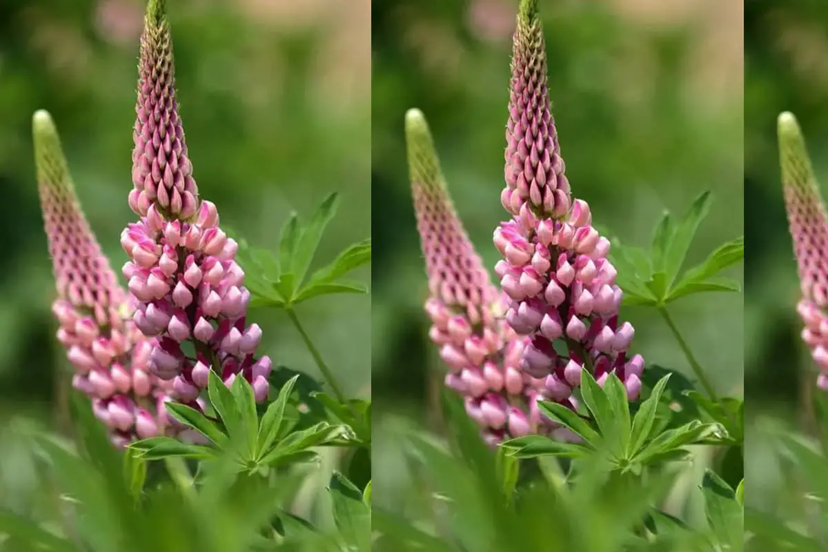 Lupinus polyphyllus