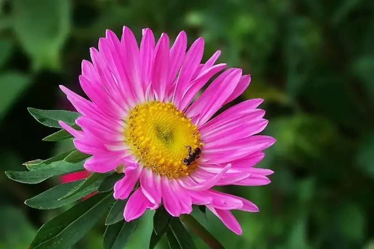 Callistephus chinensis