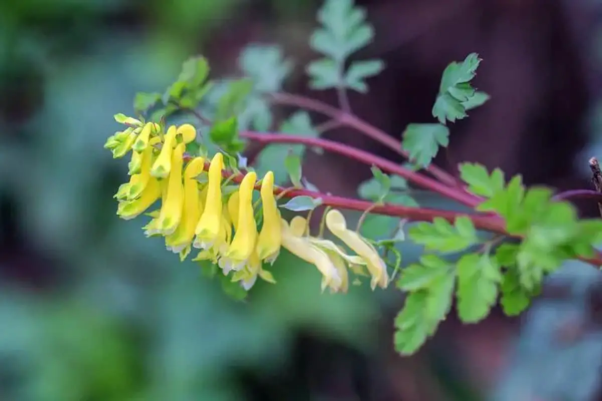 Corydalis pallida