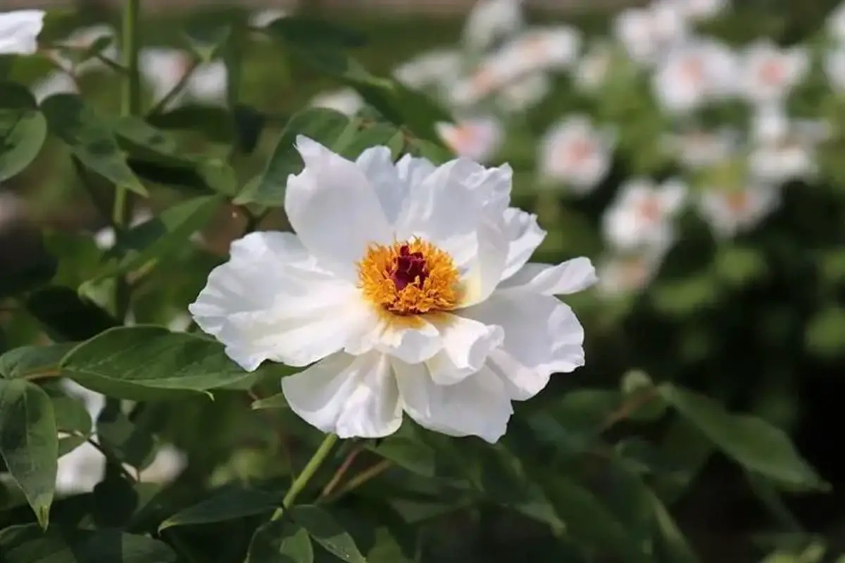 Paeonia ostii