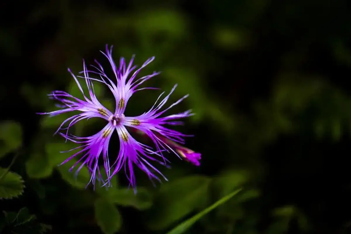 Dianthus superbus