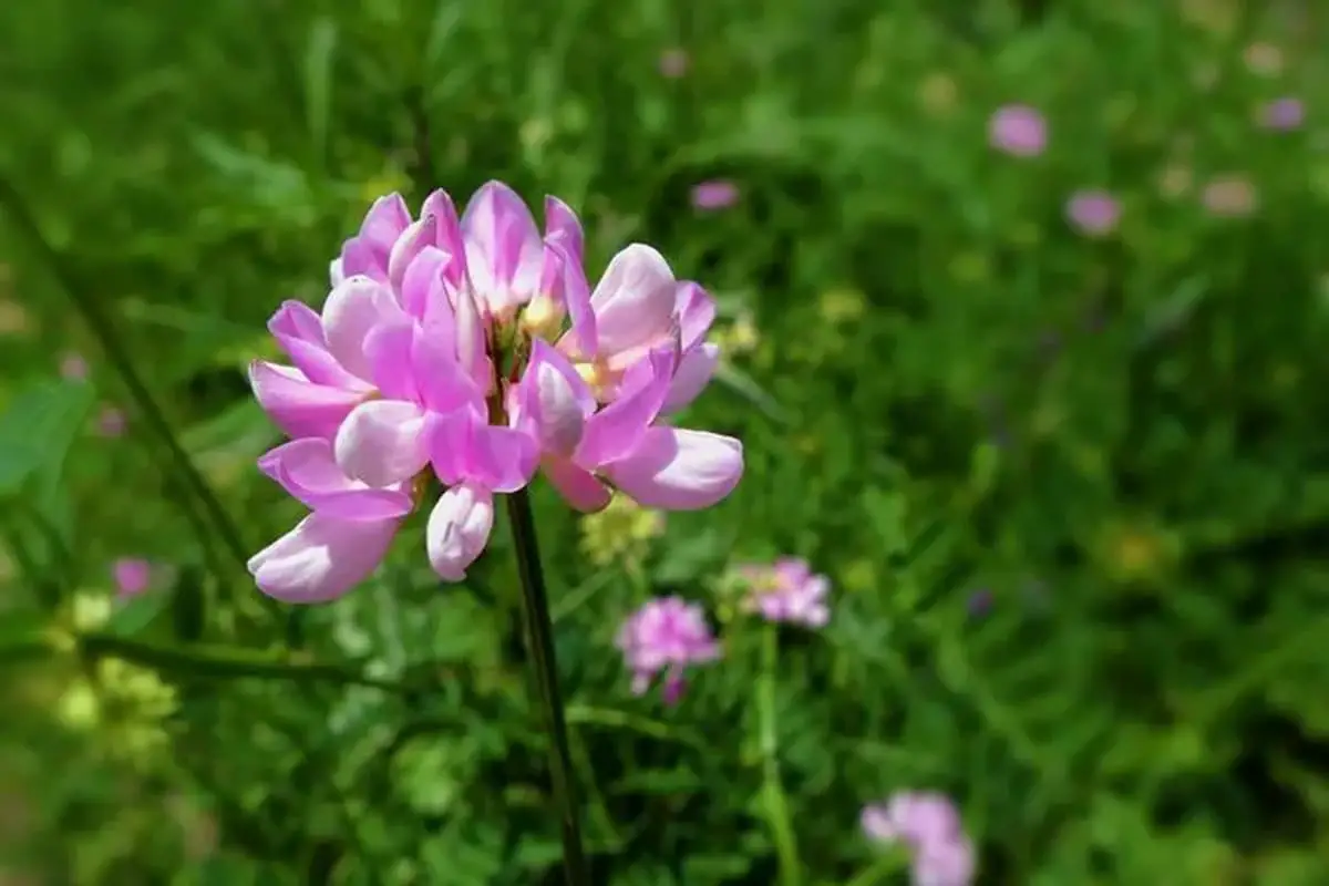 Coronilla varia