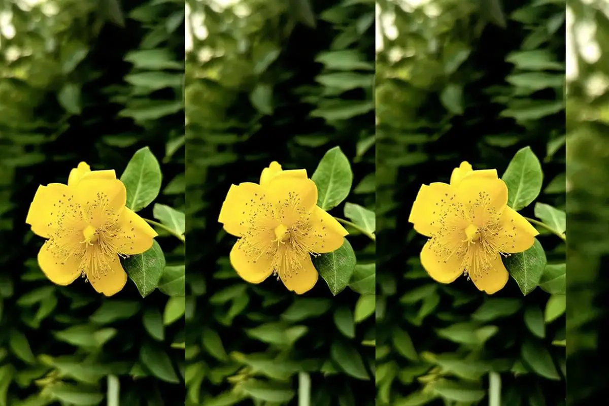 Hypericum patulum