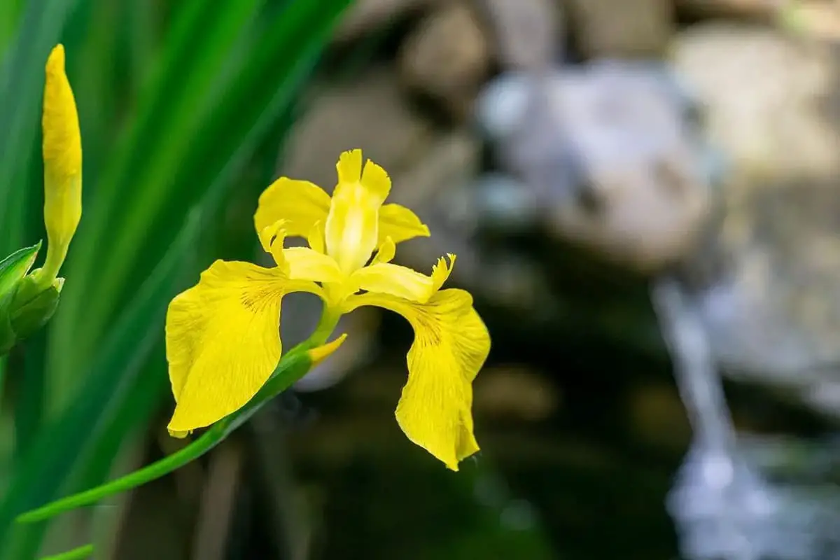 Iris wilsonii