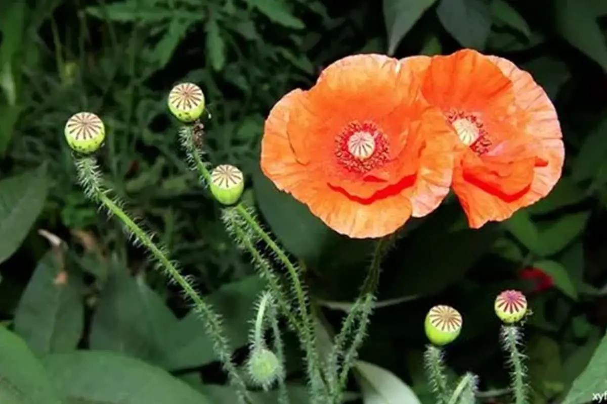 Papaver orientale