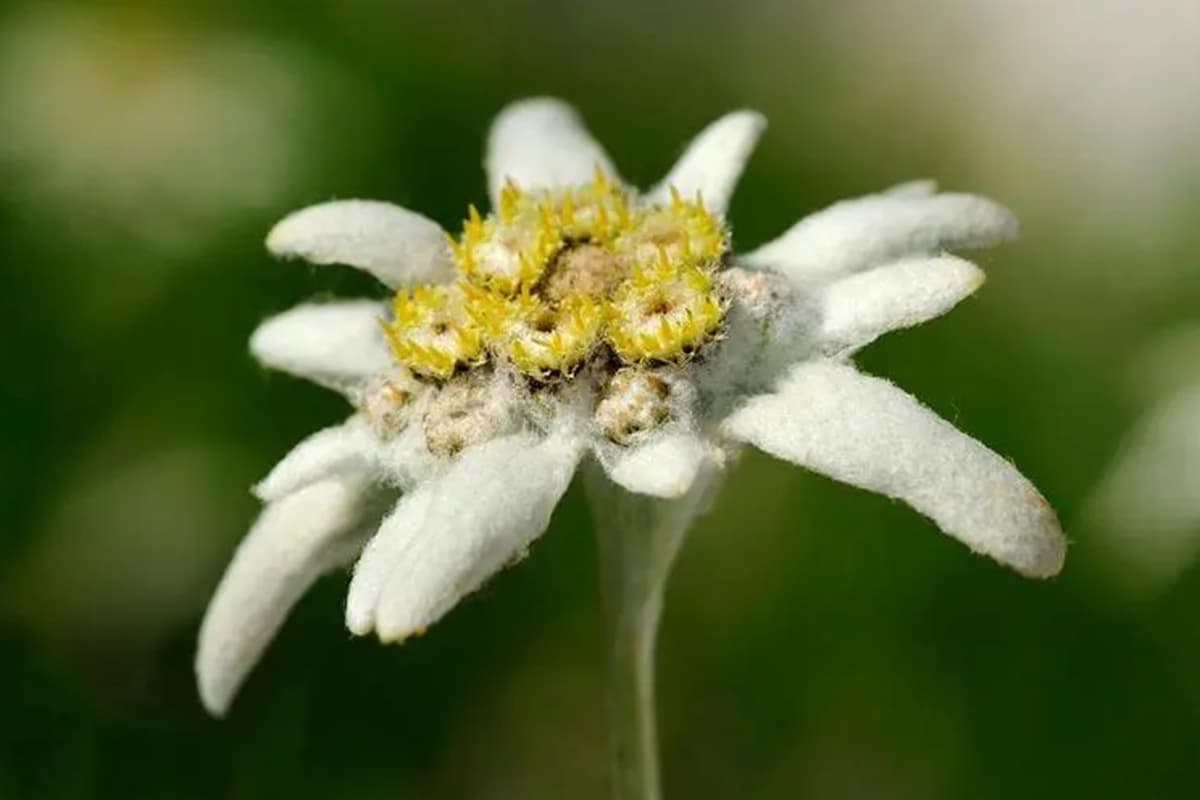 Leontopodium leontopodioides