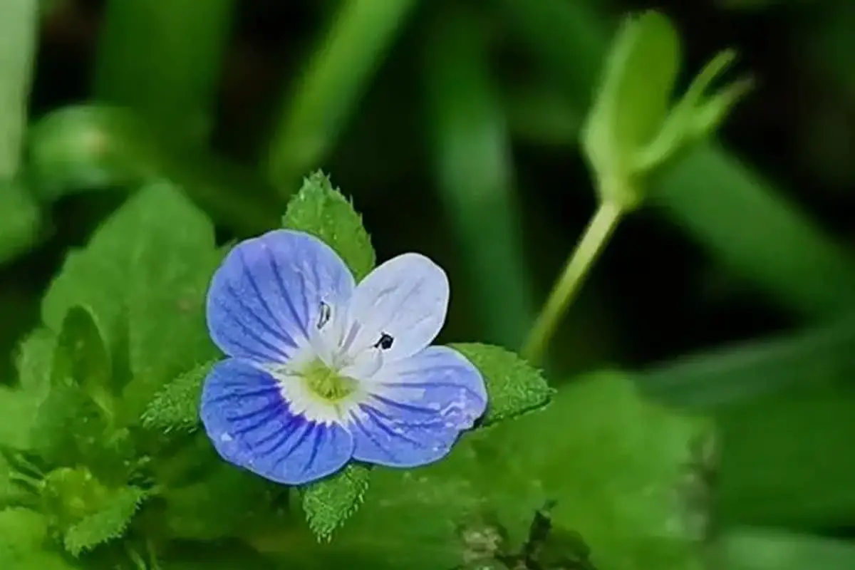 Verónica persica
