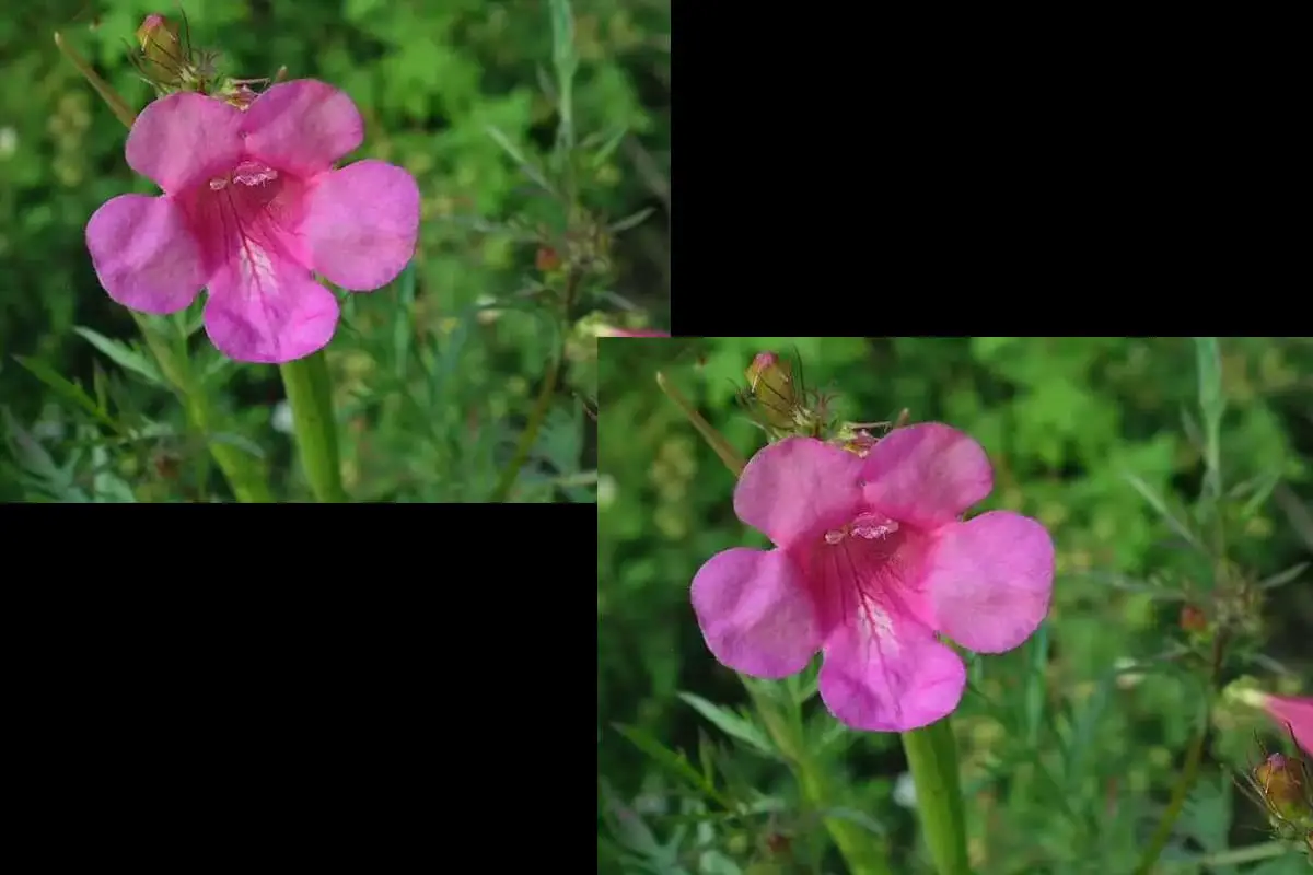 Incarvillea arguta