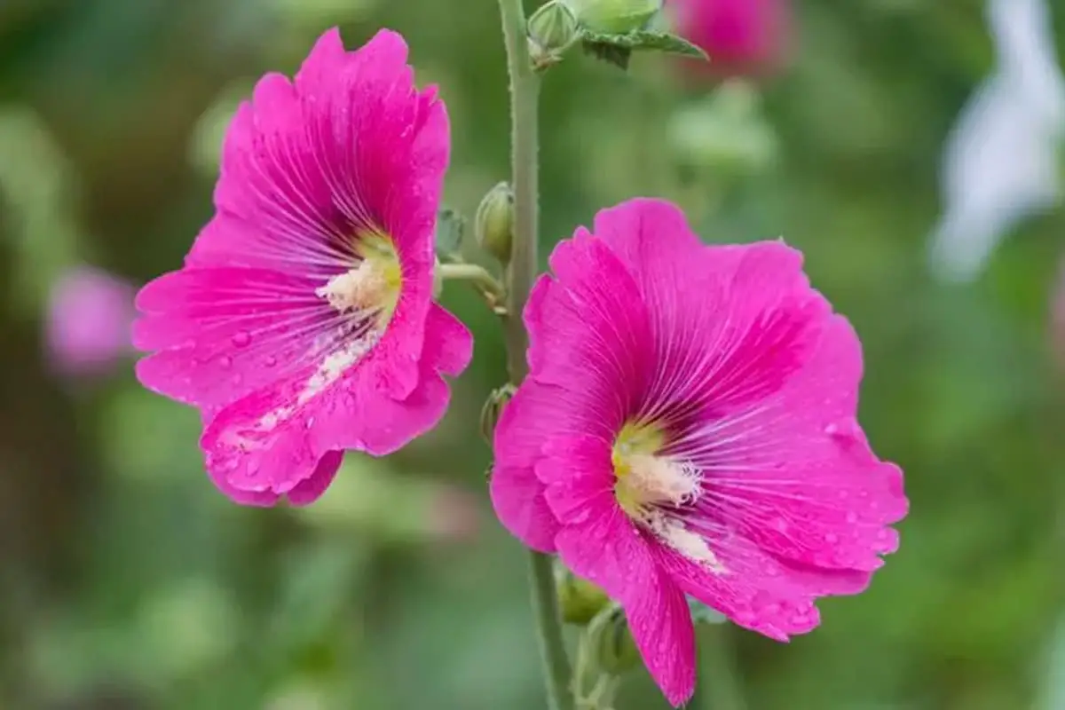 Alcea rosea